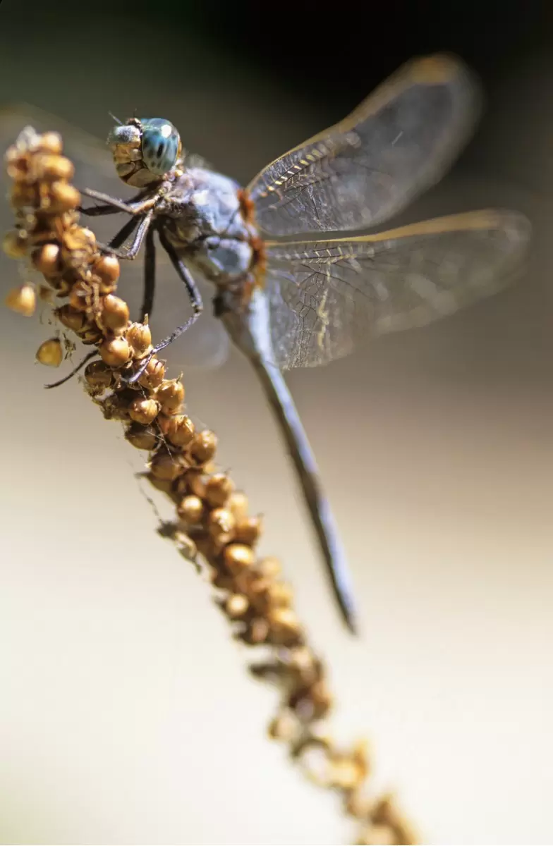 Dragon Fly - עידן גיל -  - מק''ט: 16488