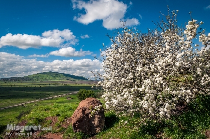 פריחה ברמה...