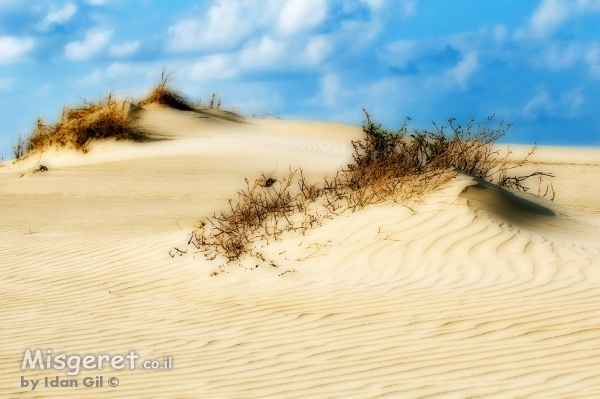 גבעות בחולות