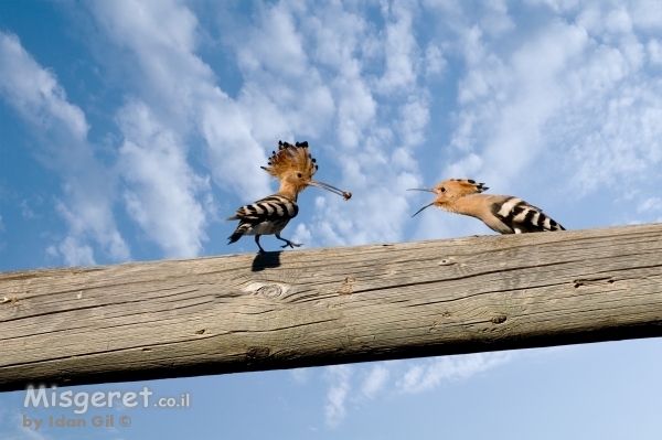 הציפור הלאומית