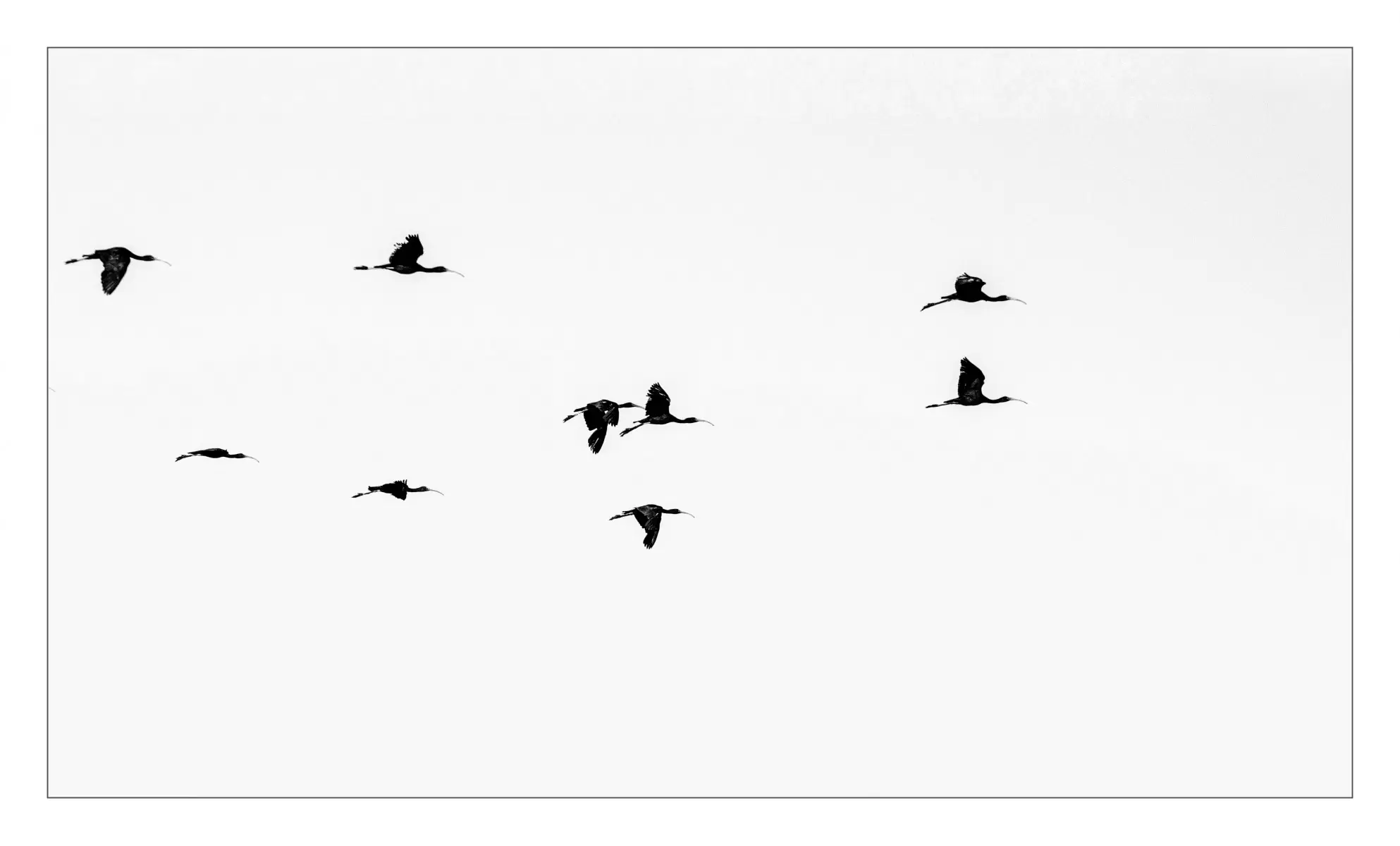 מעוף הציפור - אילן עמיחי - סלון בסגנון מינימליסטי  - מק''ט: 264489