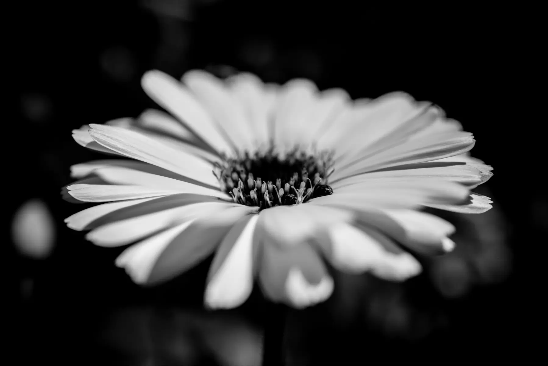 flower bw 1 – אילן עמיחי | תמונה לסלון בסגנון מודרני