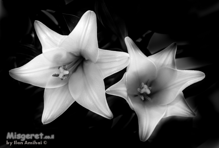 flower bw 2