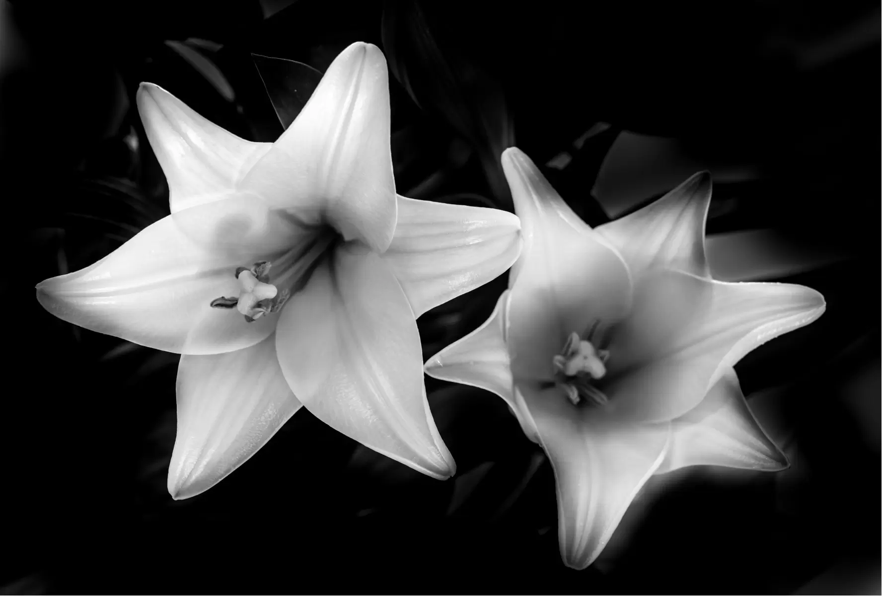 flower bw 2 - אילן עמיחי - סלון בסגנון מינימליסטי תמונות שחור לבן  - מק''ט: 314838