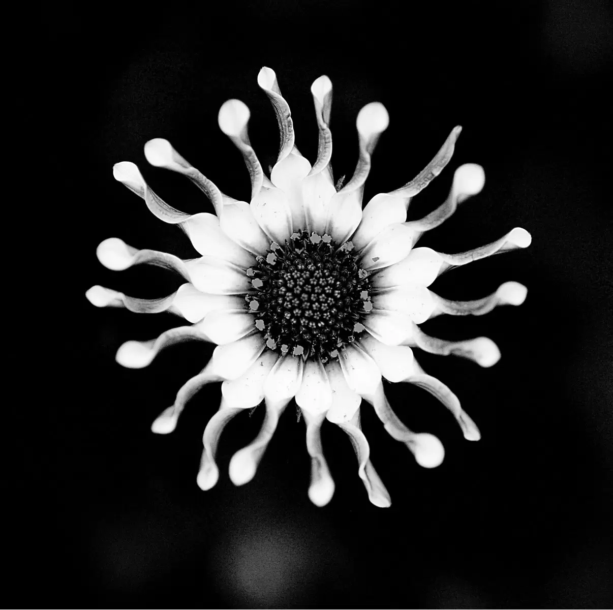 flower bw 3 - אילן עמיחי - סלון בסגנון מינימליסטי תמונות שחור לבן  - מק''ט: 314840