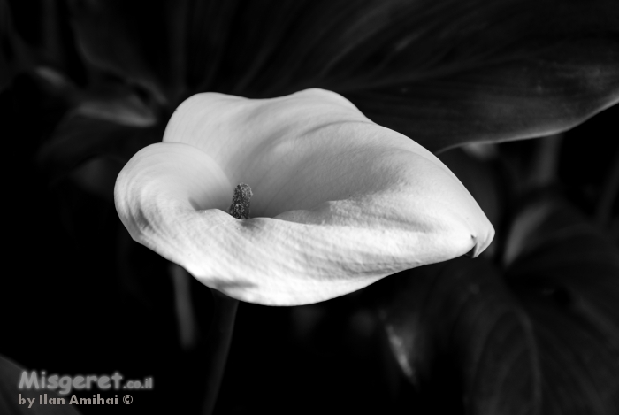 flower bw 4