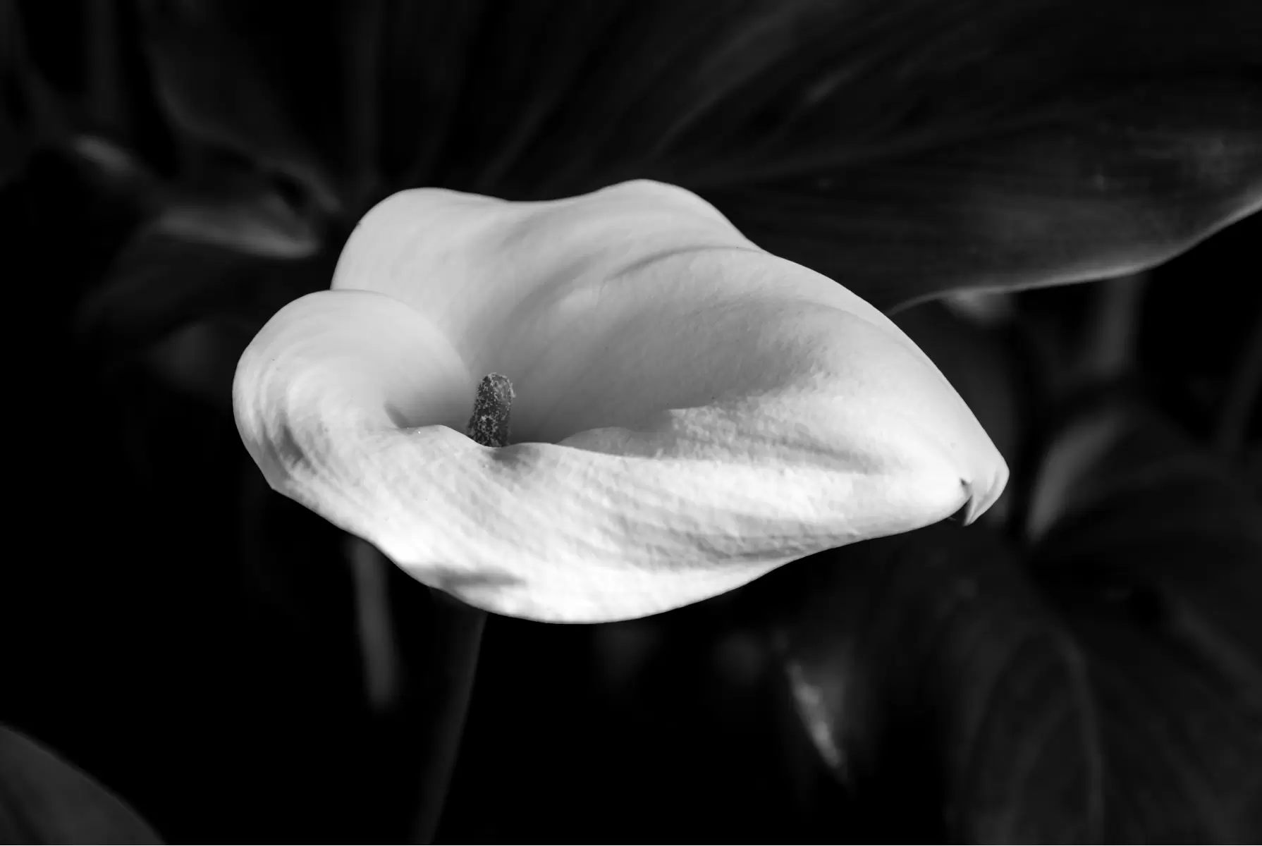 flower bw 4 - אילן עמיחי - תמונות שחור לבן לחדר שינה תמונות שחור לבן  - מק''ט: 314841