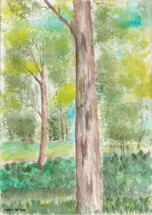 עצי אקליפטוס