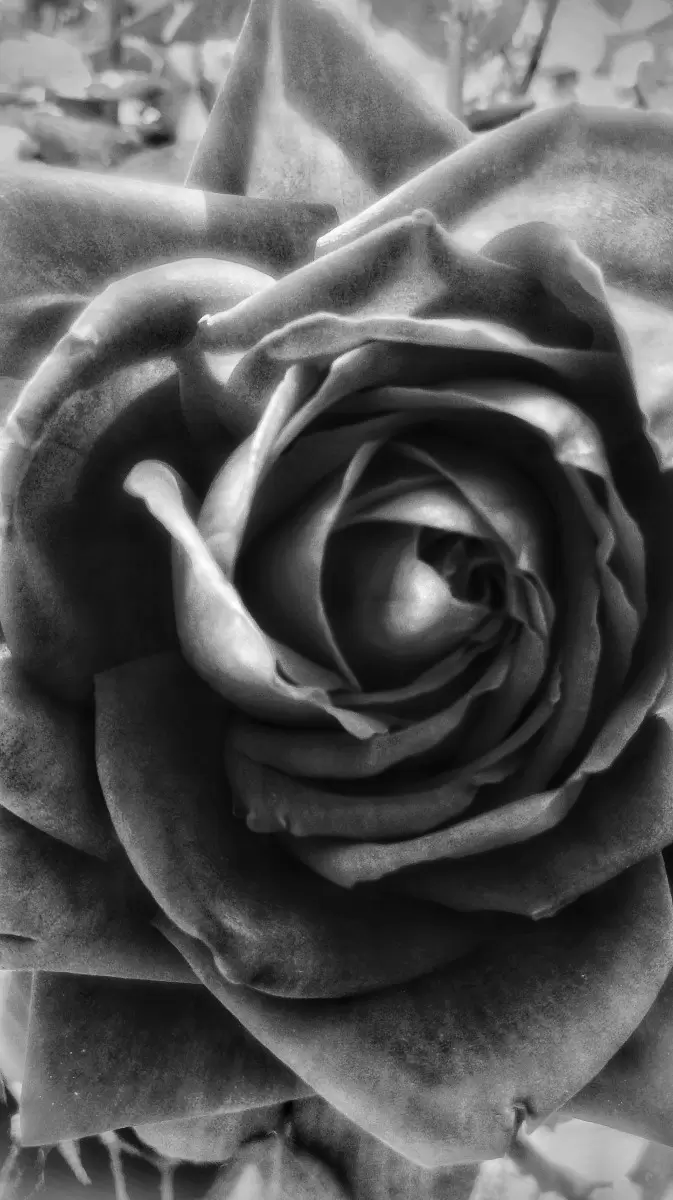 ספירלה - ענבר שוקרון - תמונות רומנטיות לחדר שינה תמונות שחור לבן  - מק''ט: 415753