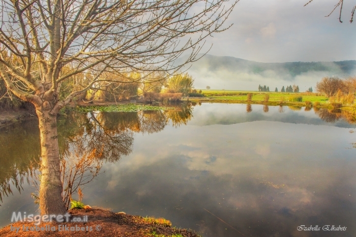 ערפל באגמון