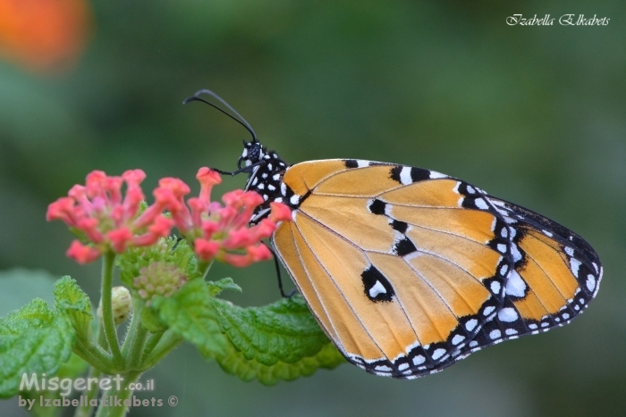 דנאית הדורה