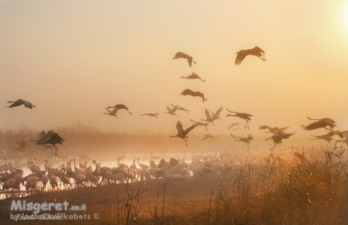 עגורים בזריחה