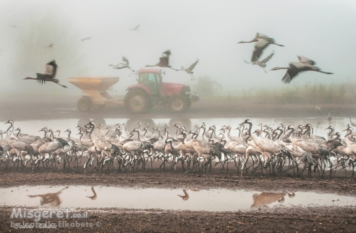 עגורים בערפל