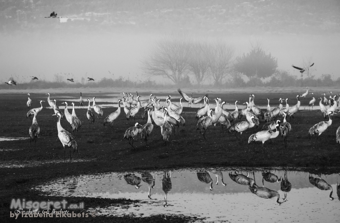 עגורים בשחור לבן