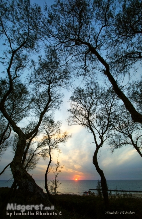 שקיעה בין העצים