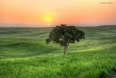 עץ בודד (HDR)