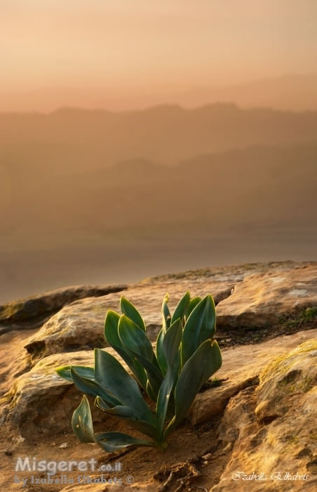 זריחה במצפה רמון