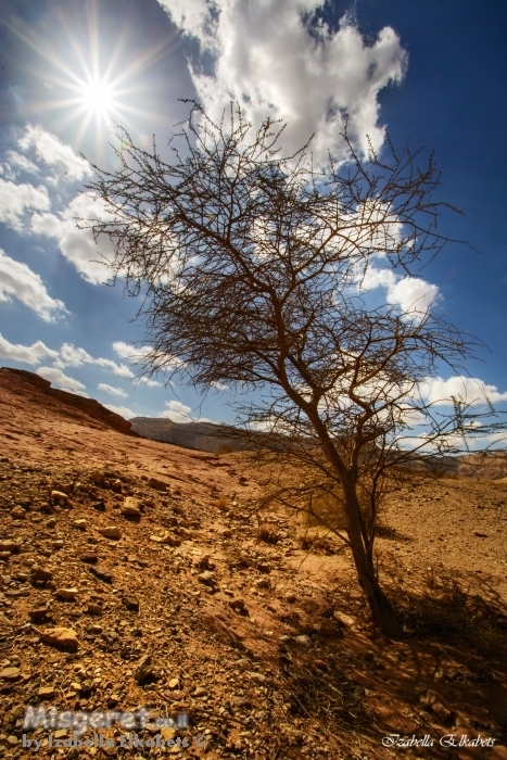 כוכב בשם שמש