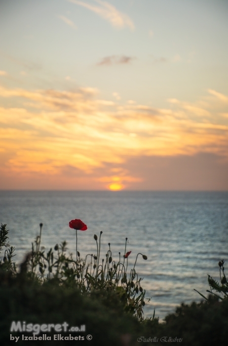 פרח על הצוק