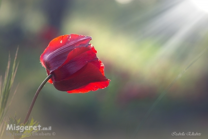 כלנית בזריחה