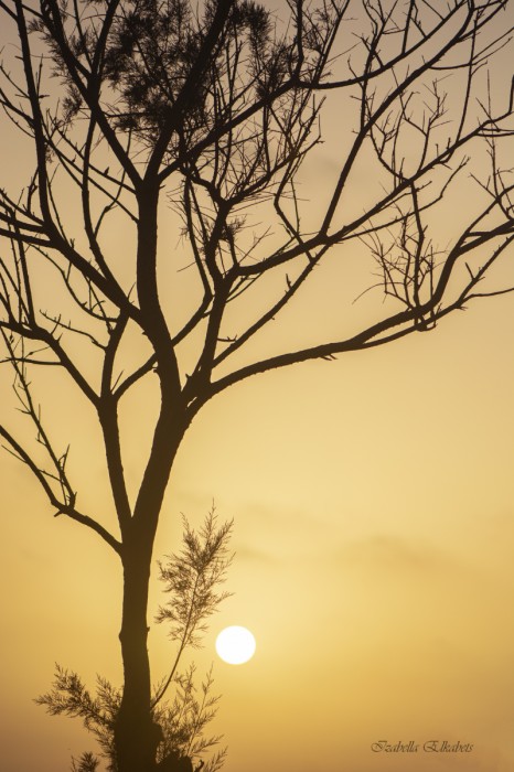 ענפים בשקיעה