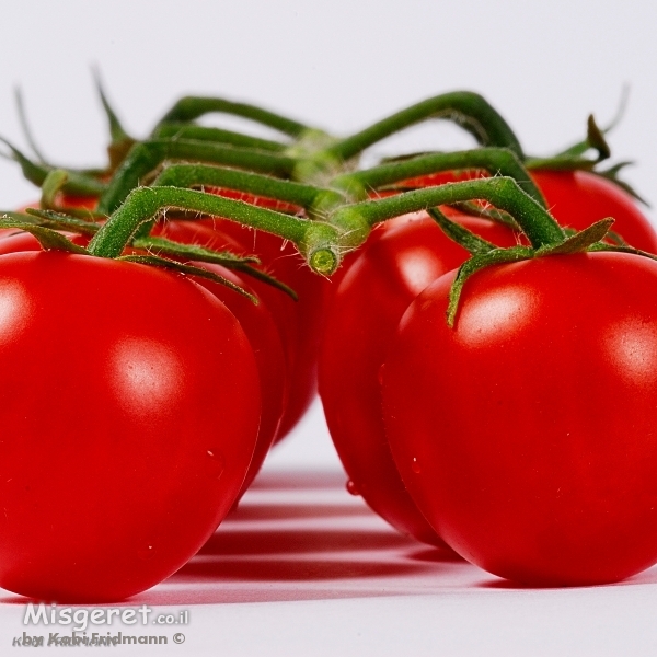 עגבניות שרי