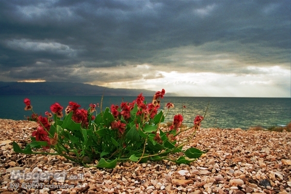 פריחה בים המלח