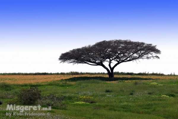 הדמיית תמונה על קיר
