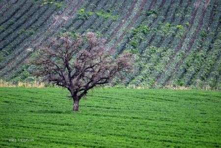 שדות ירוקים