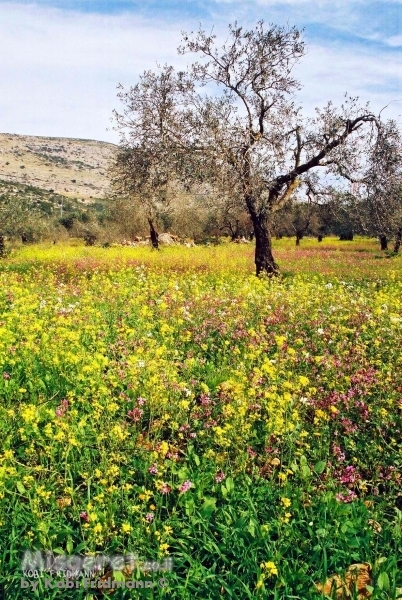 פריחה בצל הזית