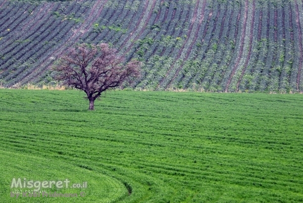 פסים ירוקים