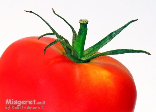 עגבניה גדולה