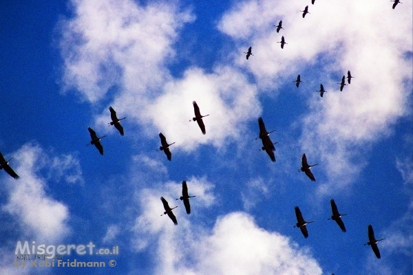 חסידות עפות