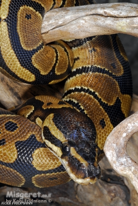 פיתון מתכדר