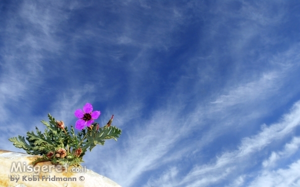 פריחה במדבר