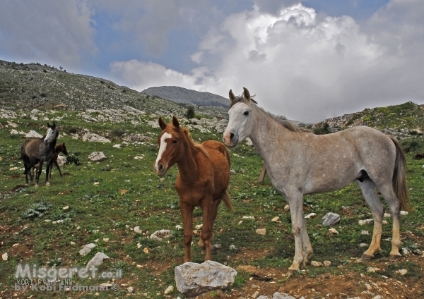 סוסים בהרים