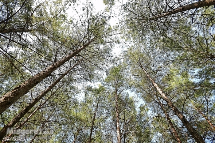 נוגע בשמיים