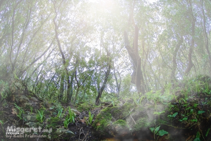 ערפילי בוקר