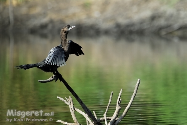 קורמורן גמדי