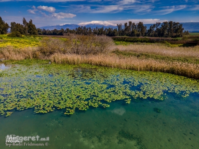 נופרים מול חרמון