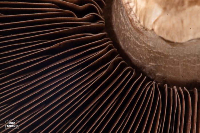 דפי פורטבלו