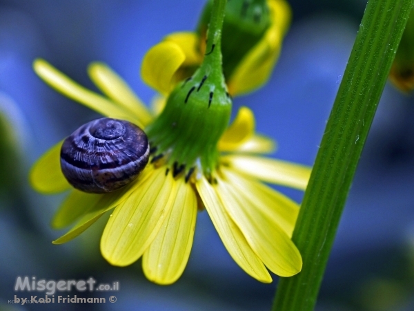 מנוחת החילזון
