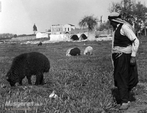 שרון 1935 - רועה עם כבשים