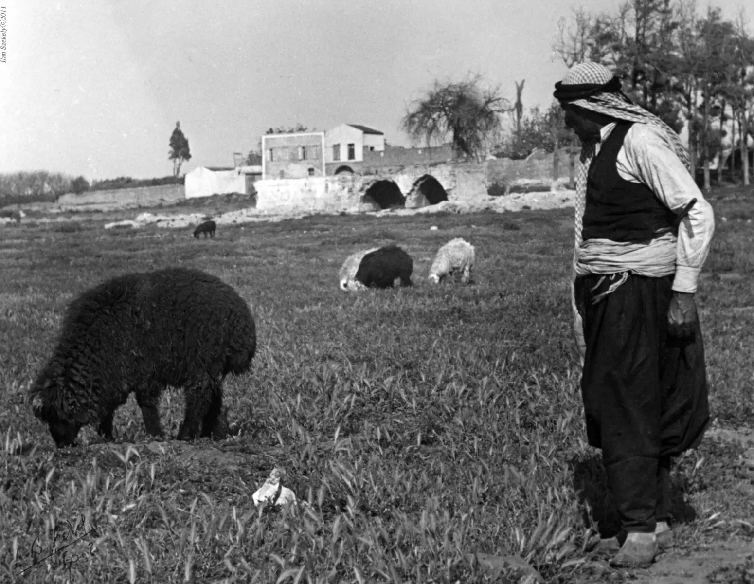 שרון 1935 - רועה עם כבשים - דוד לסלו סקלי -  - מק''ט: 142065