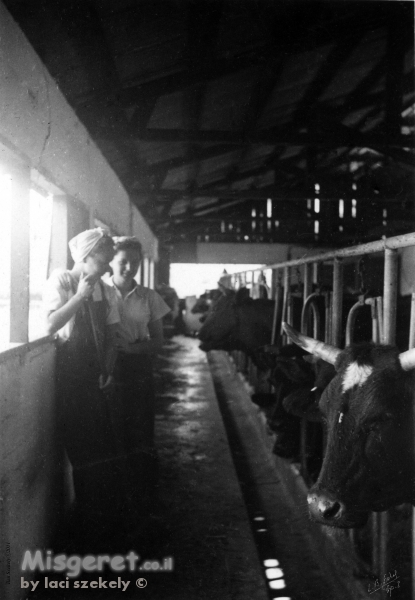 שער הגולן 1944 - רפת