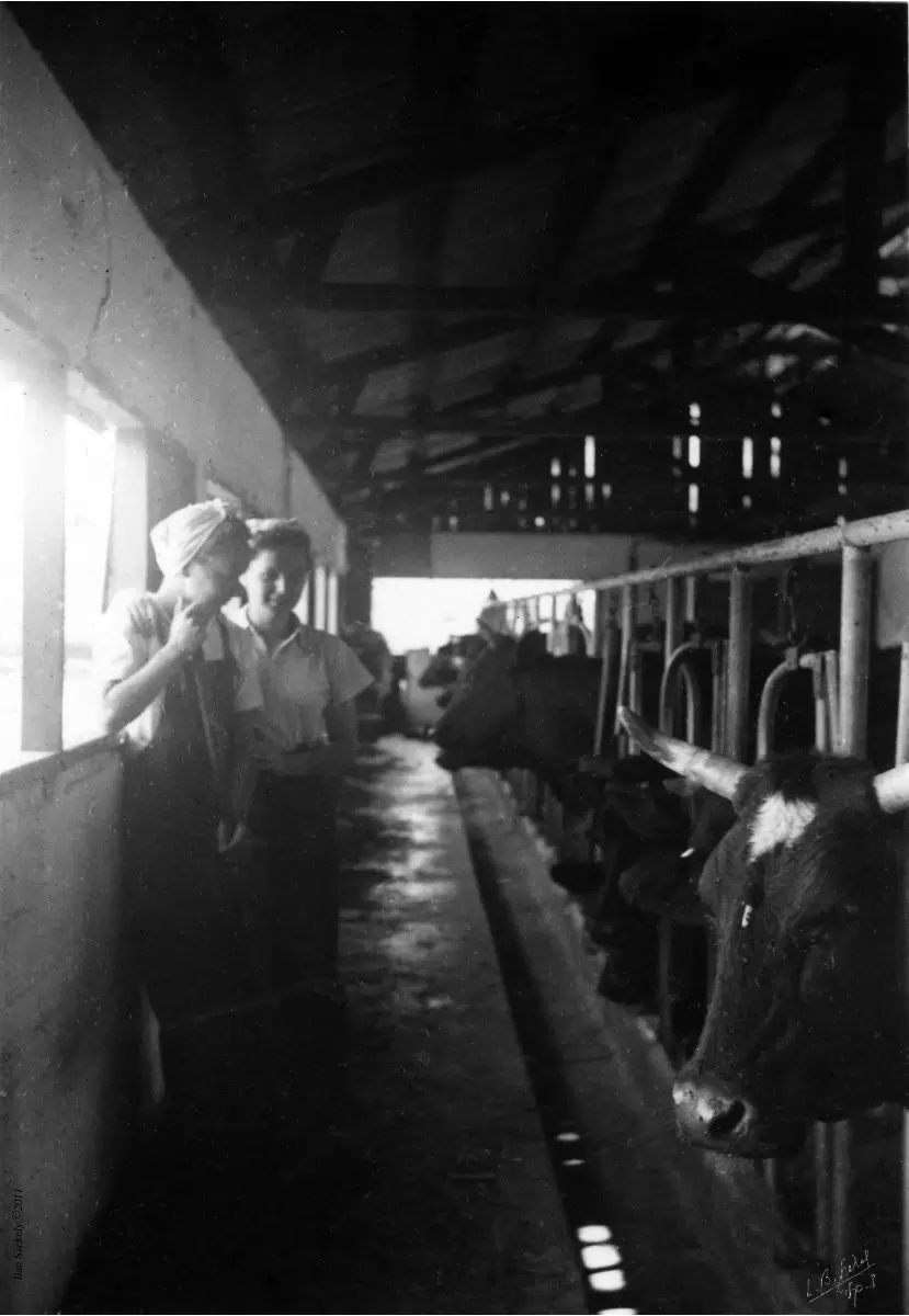 שער הגולן 1944 - רפת - דוד לסלו סקלי -  - מק''ט: 142102