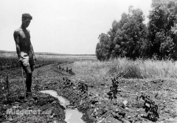 ביתניה 1945 - חקלאי בשדה