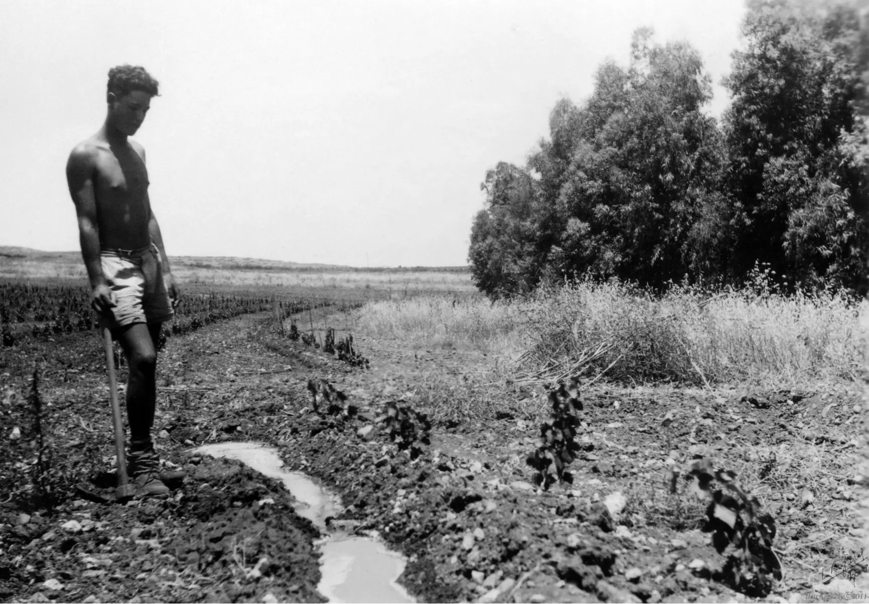 ביתניה 1945 - חקלאי בשדה - דוד לסלו סקלי -  - מק''ט: 142170