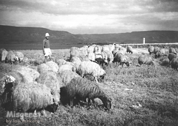 הרועה ועדרו 1946