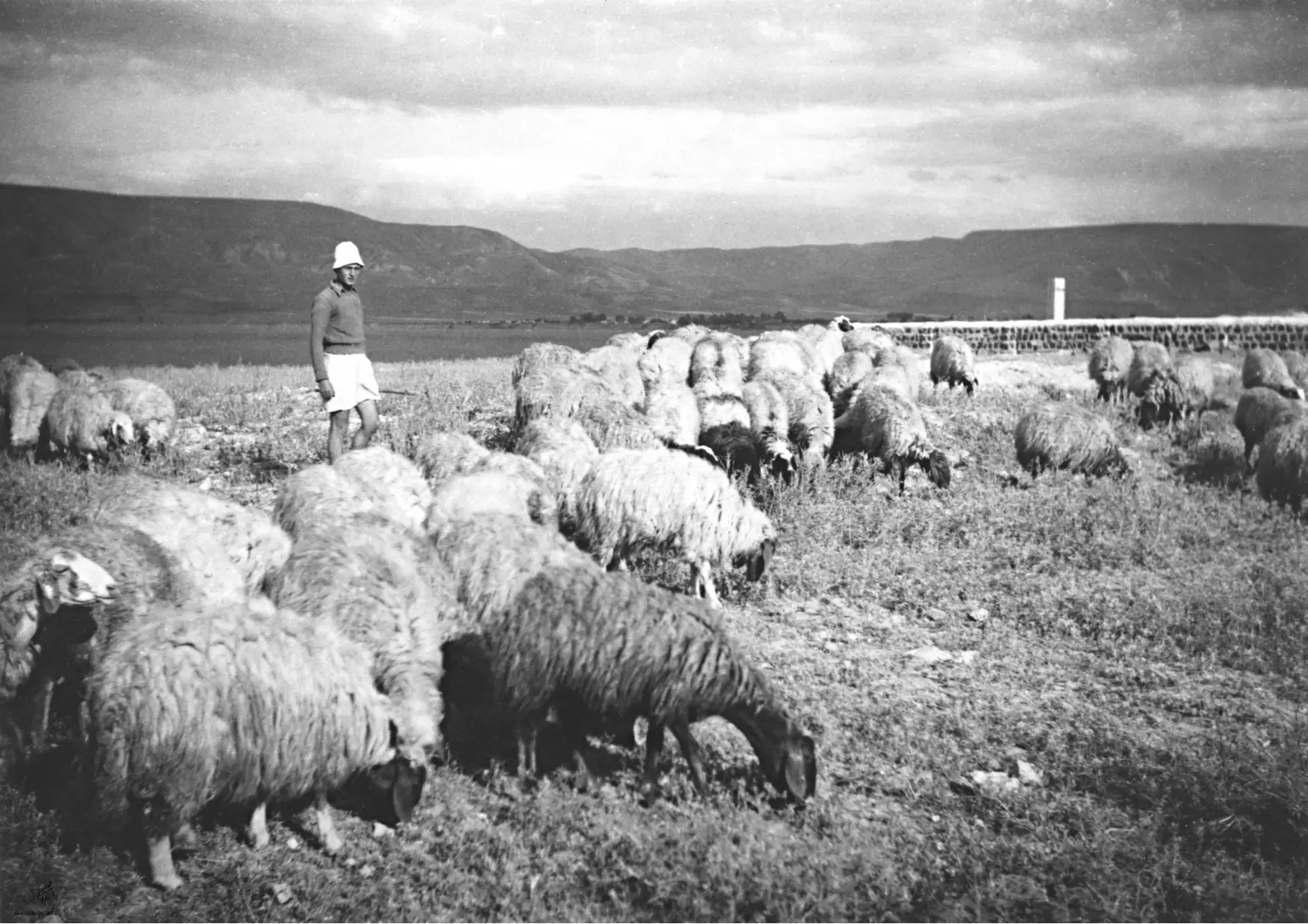 הרועה ועדרו 1946 - דוד לסלו סקלי -  - מק''ט: 142357